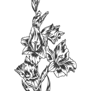 Gladiole Papierschnitt